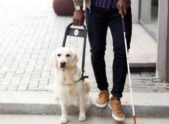 What Does It Take to Become a Service Dog?